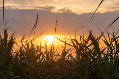 Close-up of silhouette plants against sunset sky