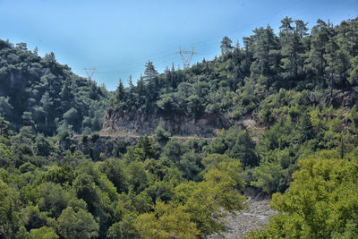 Scenic view of forest against sky