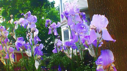 Close-up of flowers