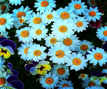 High angle view of daisy flowers