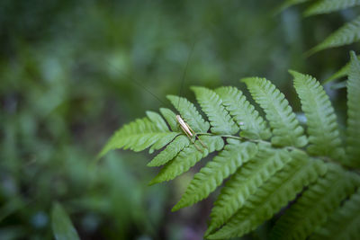 Close-up of fern leaves