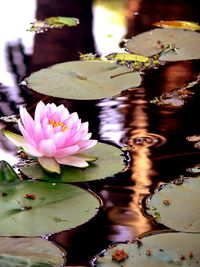 Close-up of pink flowers in pond