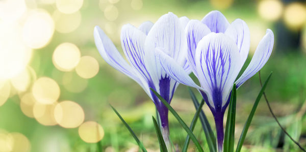 Close-up of purple crocus flowers on field