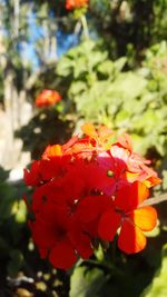 Close-up of red flowers blooming outdoors