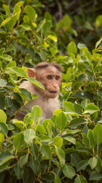 Portrait of a monkey