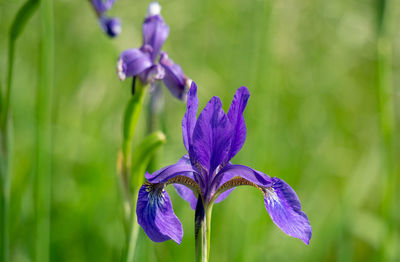 Close-up of purple iris flower