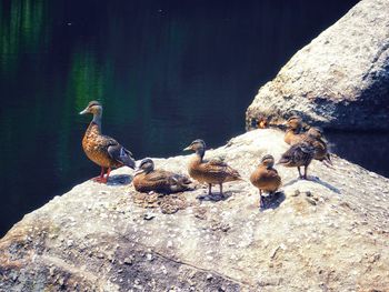 Birds perching on rock by lake