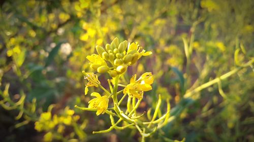 Close-up of yellow flowers blooming outdoors