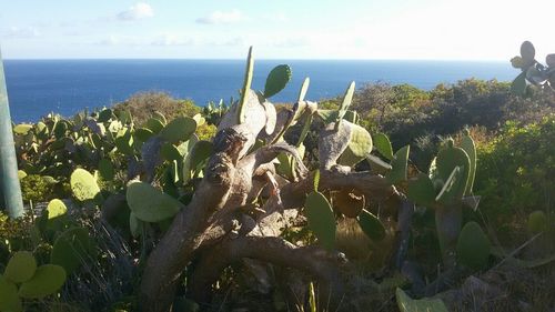 Close-up of cactus on sand