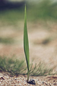 Close-up of plant growing on field