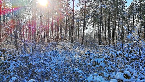 Bare trees in forest during winter