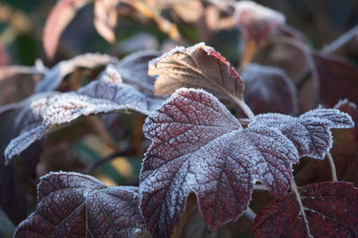 Close-up of leaves