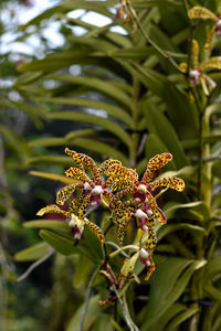 Close-up of flowering plant