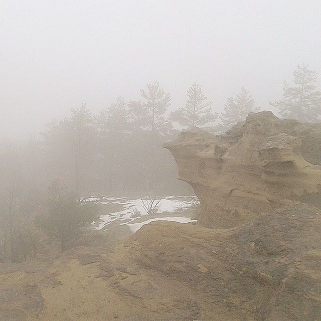 TREES IN FOGGY WEATHER