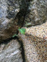 Close-up of lizard on rock