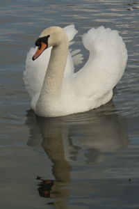 Close-up of swan swimming on lake