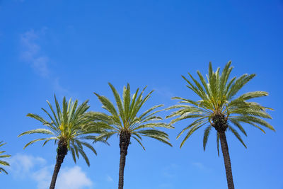 Low angle view of palm trees against blue sky