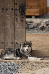 Portrait of dog sitting on wood