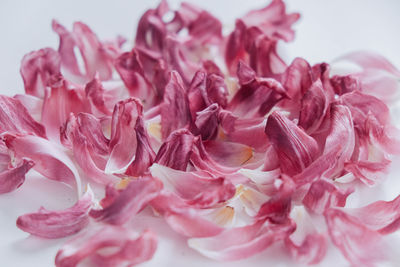 Close-up of rose petals against white background