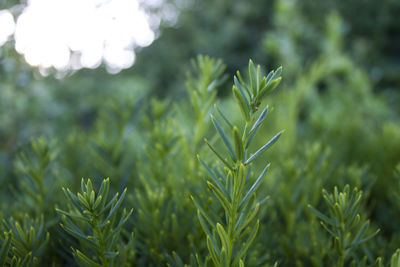 Close-up of fresh green plant in field