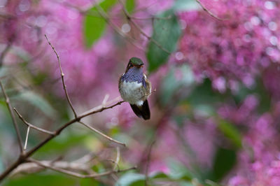 Close-up of bird perching on pink flower