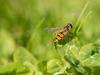 Close-up of butterfly on leaf