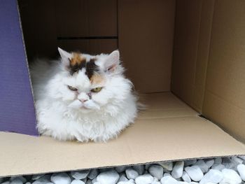 Portrait of white cat in box