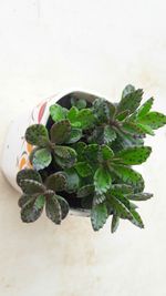 High angle view of potted plant on table