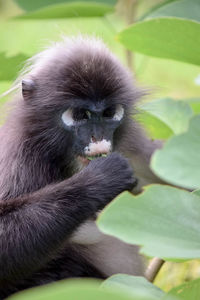 Close-up of monkey eating outdoors