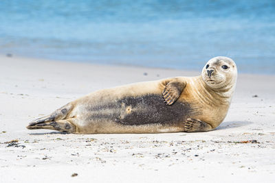 Cat lying on beach
