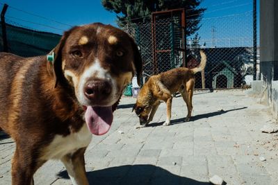 Portrait of dog