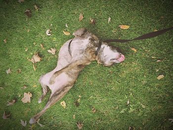 High angle view of dog relaxing on grass