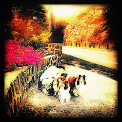 Dog looking at camera