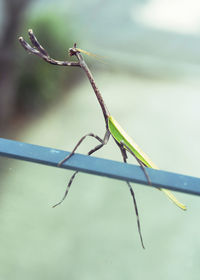 Close-up of plant against blurred background