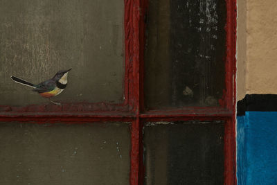 Bird perching on window against wall