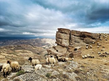 View of sheep on land against sky