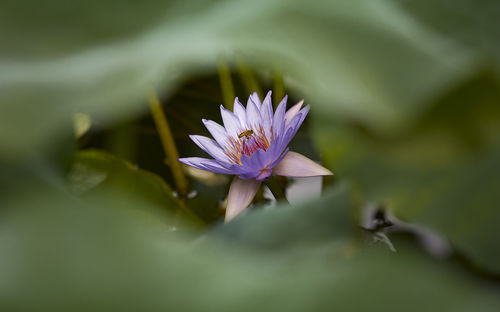 Close-up of purple lotus water lily
