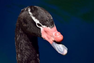 Close-up of swan swimming in lake