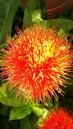 Close-up of red flowers