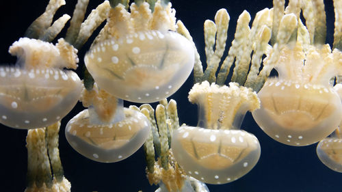 Close-up of jellyfish swimming in sea