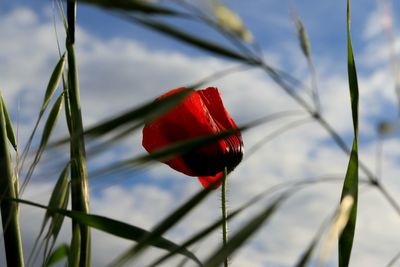 Close-up of red flower against blurred background