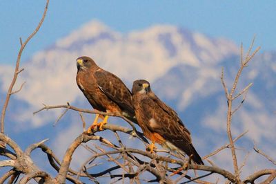 Kites perching on bare tree against mountain