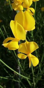 Close-up of yellow flowering plant