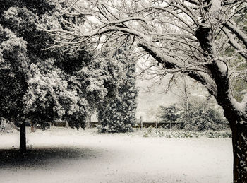 Trees on snow covered field