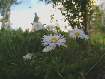 Close-up of white flowers blooming outdoors