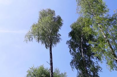 Low angle view of tree against sky on sunny day