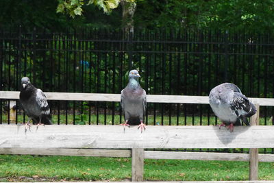 Pigeons perching on wooden fence against railing