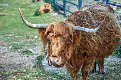 Cow standing in a field