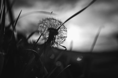 Close up of dandelion