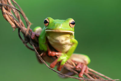 Close-up portrait of frog on twig